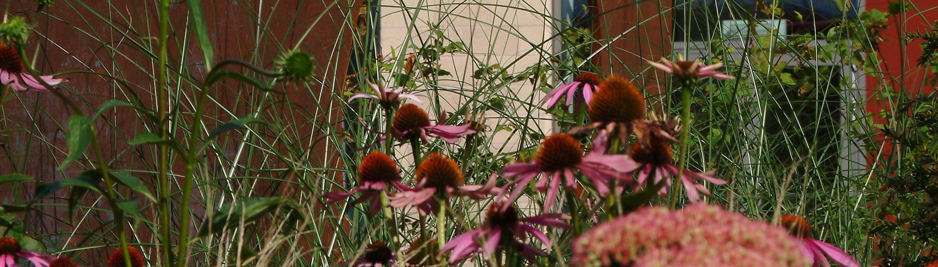 Waterfront, Doncaster plants